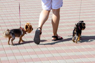 Adam açık bir yaz gününde tasmalı iki köpekle yürür.
