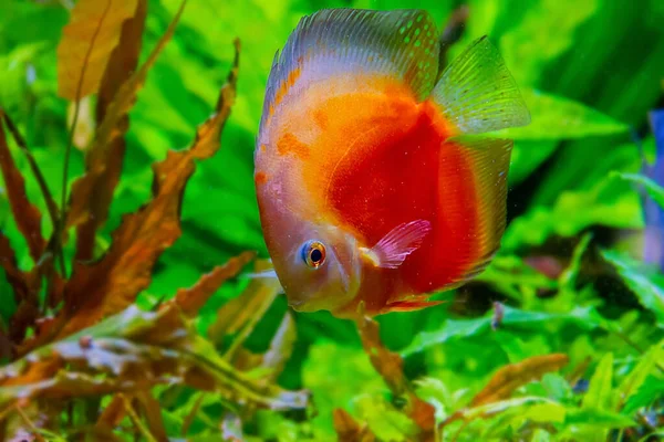 Drijvende Discus Een Aquarium Met Stenen Rechtenvrije Stockfoto's