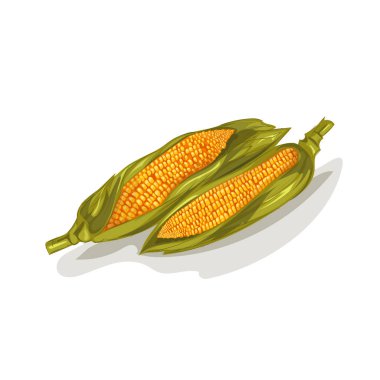 Mısır. Üzerinde sarı mısır. Yeşil prekryvayut tahıl bırakır. Beyaz izole. Vektör çizim.