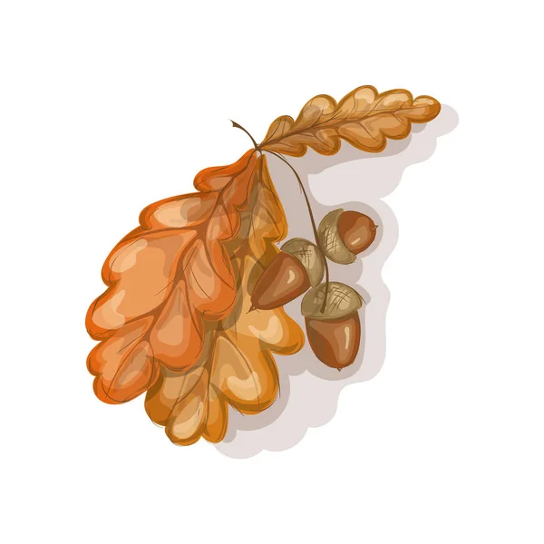 Sonbahar oak meşe palamudu ile bırakır. Renkli kroki tarzı elle çizilmiş. Beyaz üzerinde yalıtım. Vektör çizim.