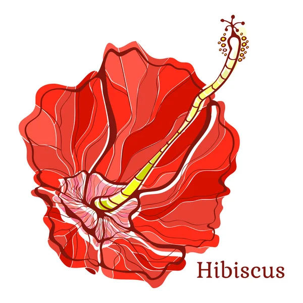 Hibiscus çiçek. Vektör çizim.