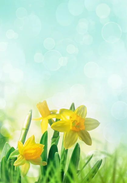 Narcisy v jarní tráva — Stock fotografie