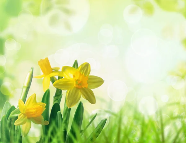 Daffodils na grama da primavera — Fotografia de Stock