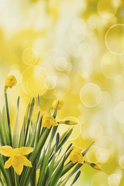 Jonquilles avec fond bokeh — Photo