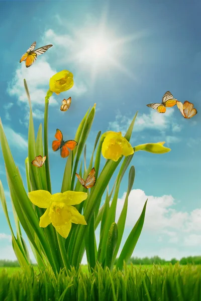 Narcisos y mariposas en el campo — Foto de Stock