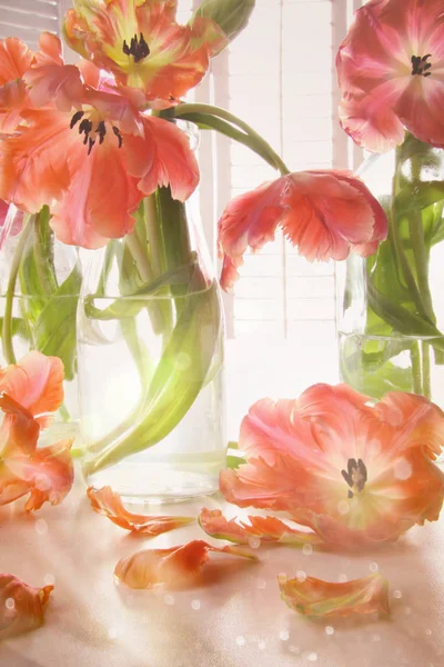 Fechar de tulipas perto da janela — Fotografia de Stock