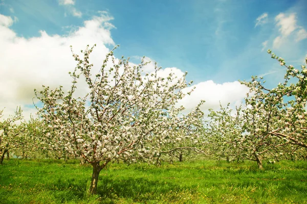 Pomar de maçã florescente em primavera — Fotografia de Stock