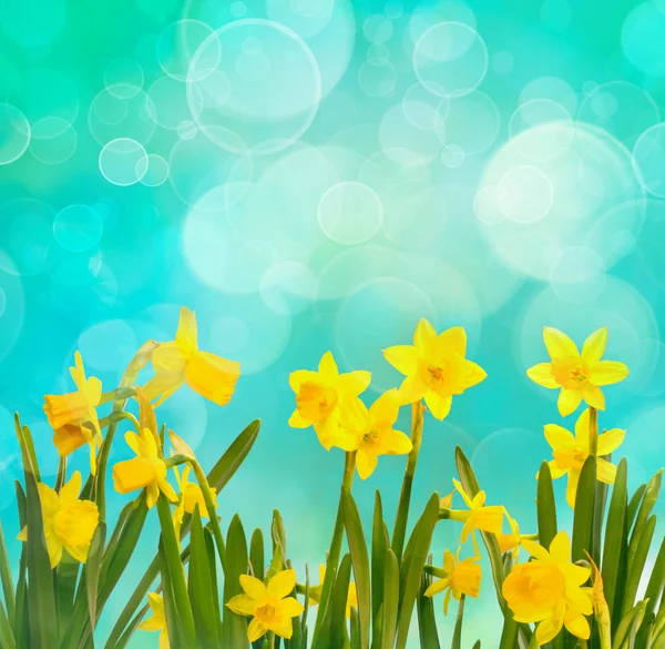 Spring background with daffodils — Stock Photo, Image