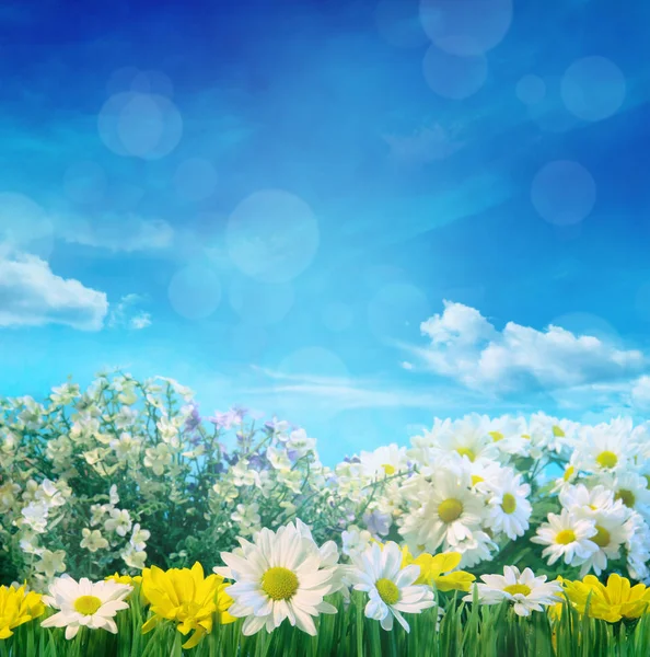 Frühlingsblumen mit blauem Himmel — Stockfoto