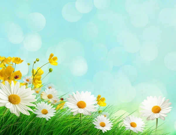 Prado de primavera com flores silvestres — Fotografia de Stock