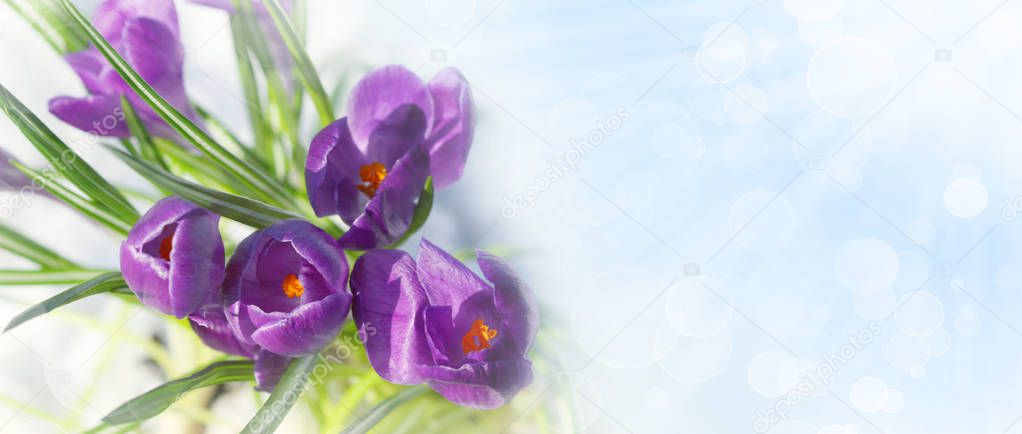 Crocus flowers in the snow with copyspace
