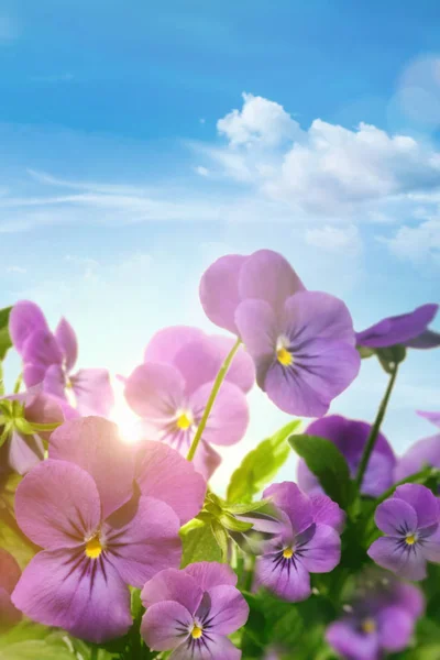 Lente violette bloemen tegen een blauwe hemel — Stockfoto