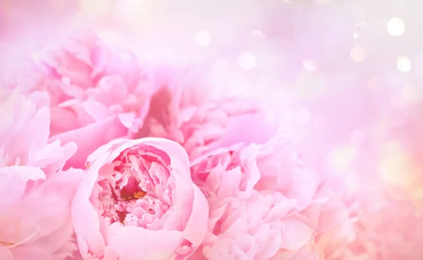 Yumuşak Pastel Arka Planda Şakayık Çiçeklerinin Yakın Çekimi — Stok fotoğraf