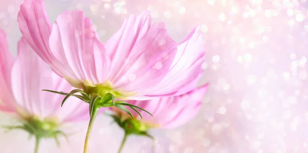 Kosmos Květiny Měkkém Pastelovém Pozadí — Stock fotografie