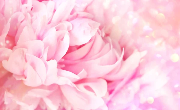 Крупним Планом Квітка Півонії Якому Пастельному Фоні — стокове фото