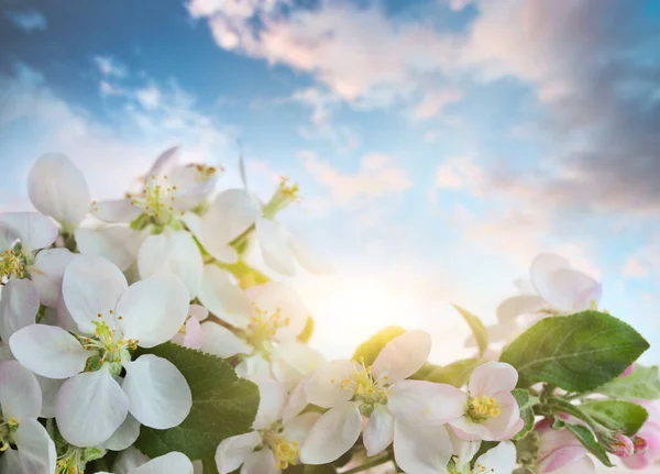 Äppelblommor Mot Mjuk Himmel Bakgrund — Stockfoto