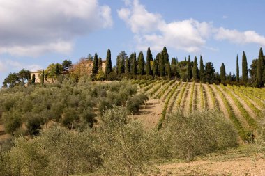 투 스 카 니 이탈리아 포도 원