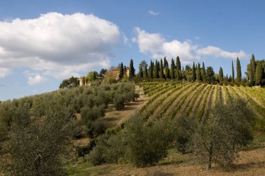 투 스 카 니 이탈리아 포도 원