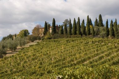 투 스 카 니 이탈리아 포도 원