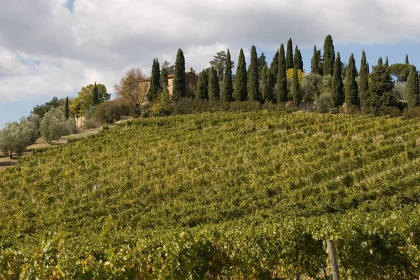 Vingårdar i Toscana Italien — Stockfoto