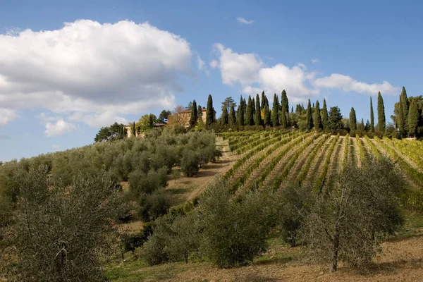 투 스 카 니 이탈리아 포도 원