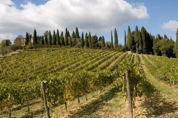 투 스 카 니 이탈리아 포도 원