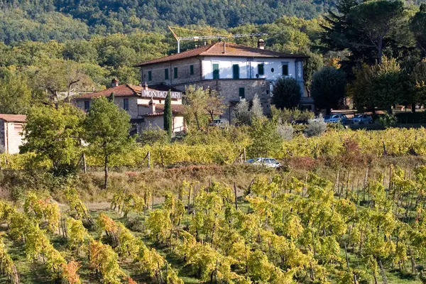 Vineyards in tuscany italy — Stock Photo, Image