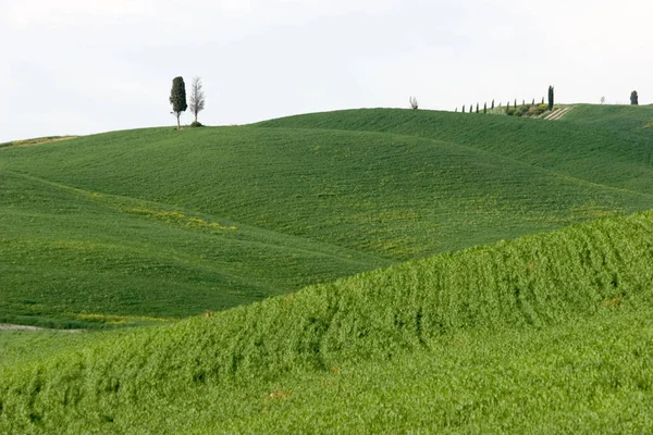 Val Orcia Obszar Toskania Włochy — Zdjęcie stockowe