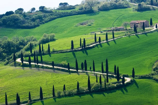 Grön natur i Toscana — Stockfoto