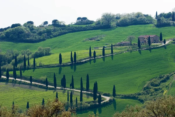Зеленая природа в Тоскане — стоковое фото