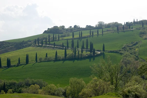 Зеленая природа в Тоскане — стоковое фото