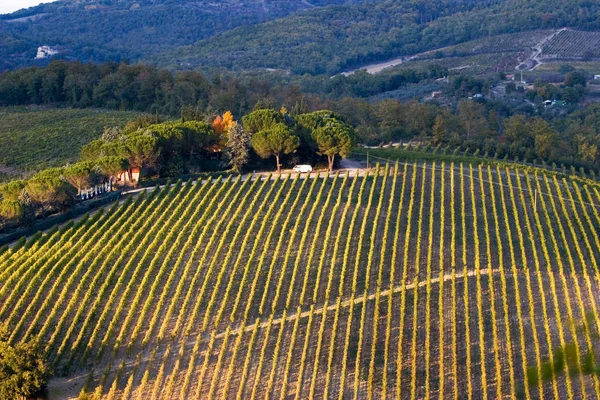 Toscanas vinodlingar — Stockfoto