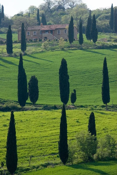 Val Orcia Area Tuscany Italy — стоковое фото