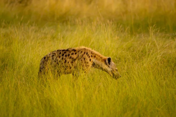 Wild Leven Van Masai Mara Kenia — Stockfoto