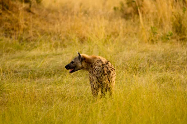 Masai Mara Vida Selvagem Kenya — Fotografia de Stock