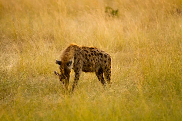 Masai Mara Vida Selvagem Kenya — Fotografia de Stock