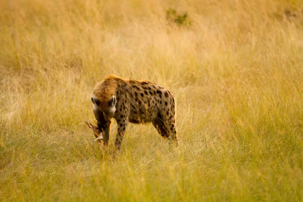 Masai Mara Vida Selvagem Kenya — Fotografia de Stock
