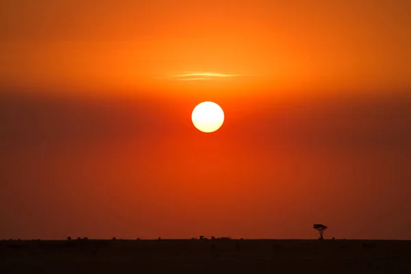 Masai mara sunset — Stock Photo, Image