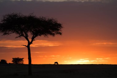 Masai mara günbatımı