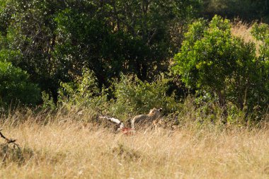 Masai Mara vahşi yaşam Kenya 'da