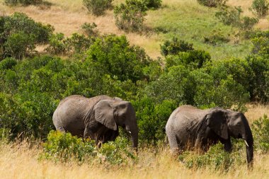 masai mara rezerv filler