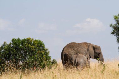 masai mara rezerv filler