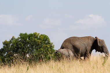 masai mara rezerv filler