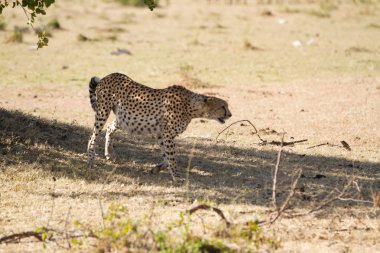 Masai Mara 'daki çita.