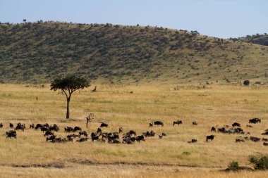 Masai mara vahşi hayvanlar