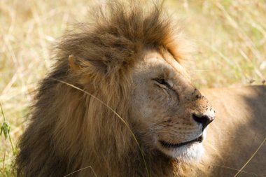 Masai Mara aslanlar