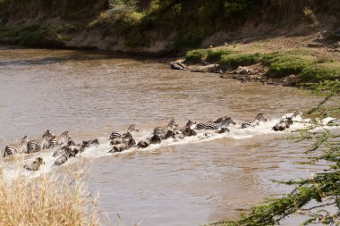 Masai mara mara nehri geçerken yaban hayatı