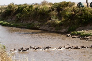 Masai mara, Kenya mara nehri geçerken hayvanlar