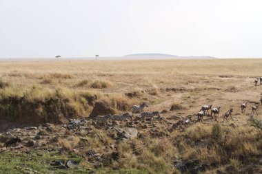 Masai mara geçiş