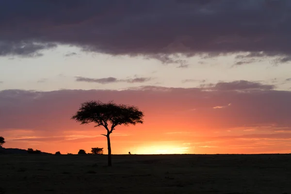 Masai mara por do sol — Fotografia de Stock